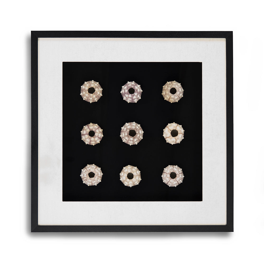 Abstract Shell Art