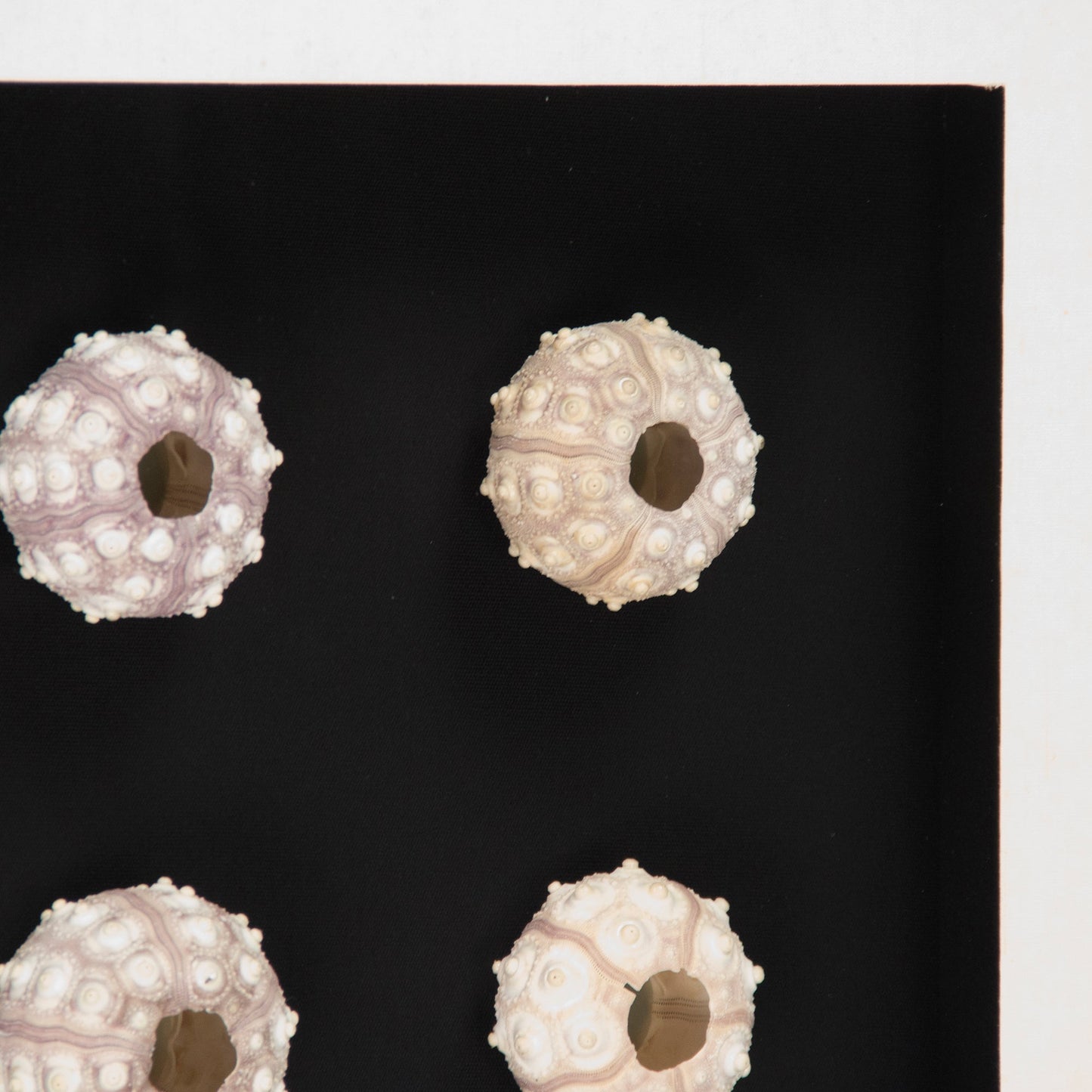 Abstract Shell Art