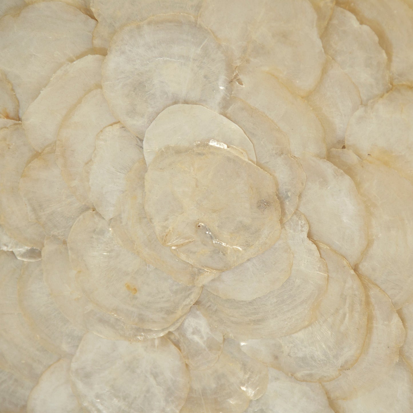 Abstract Shell Art