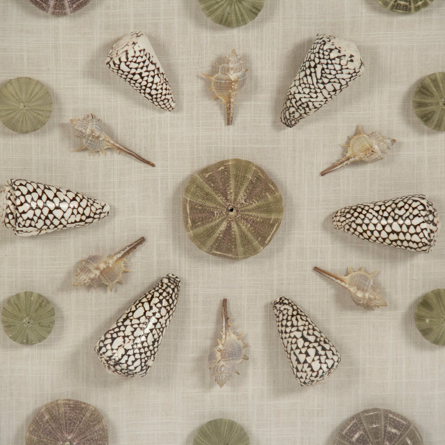 Abstract Shell Wall Art