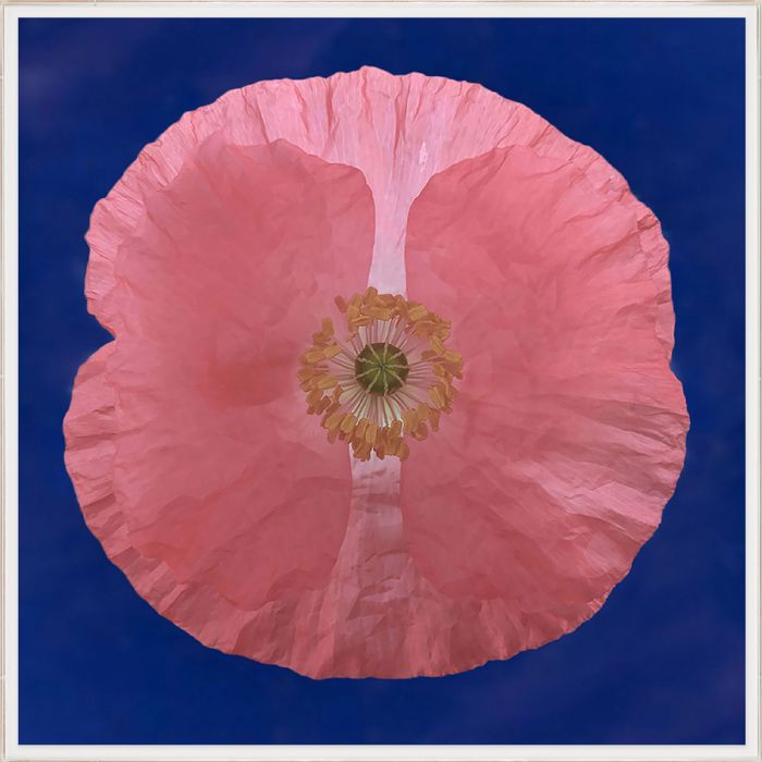 Natural Curiosities Flower Collection No. 2 Art